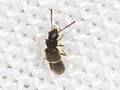 Carpelimus pusillus